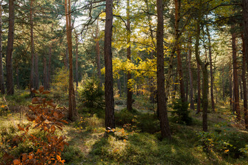 Kiefernwald im sonnigen Herbst