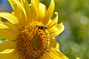 Sunflower bee
