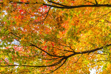 The tree and leaves of maple. Background is the fall foliage.The shooting location is Arisugawa Park in Minami Azabu, Minato-ku, Tokyo, Japan. 