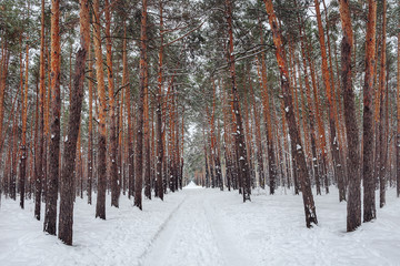 Fototapeta premium Old forest in winter with a long pathway
