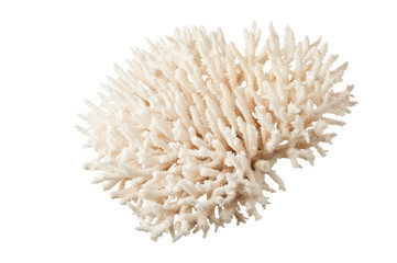 Naklejka na ściany i meble sea coral
