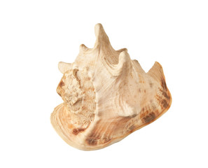 seashell