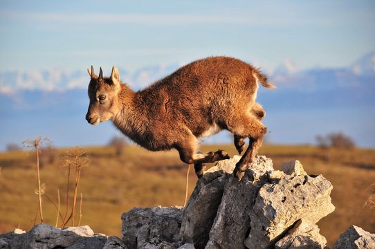 Bouquetin, cabri  (Capra ibex) 