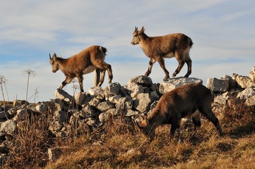 ,Bouquetin, Cabri et femelle (Capra ibex) 