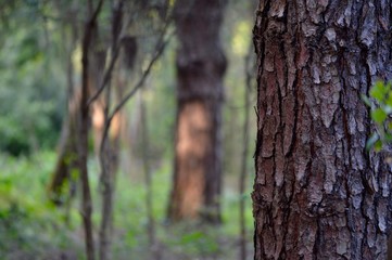 Pine tree forest