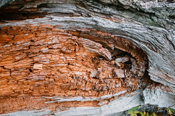 Fototapeta premium Old rough wood texture. Wooden . background. Tree . . Crack . . . Exotic . Nature .