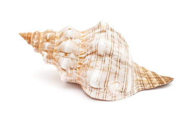 Pleuroploca trapezium, trapezium horse conch