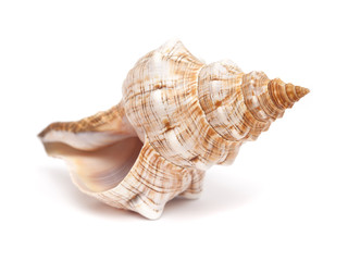 Pleuroploca trapezium, trapezium horse conch