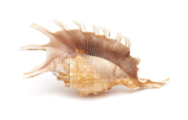 Lambis , spider conch shell