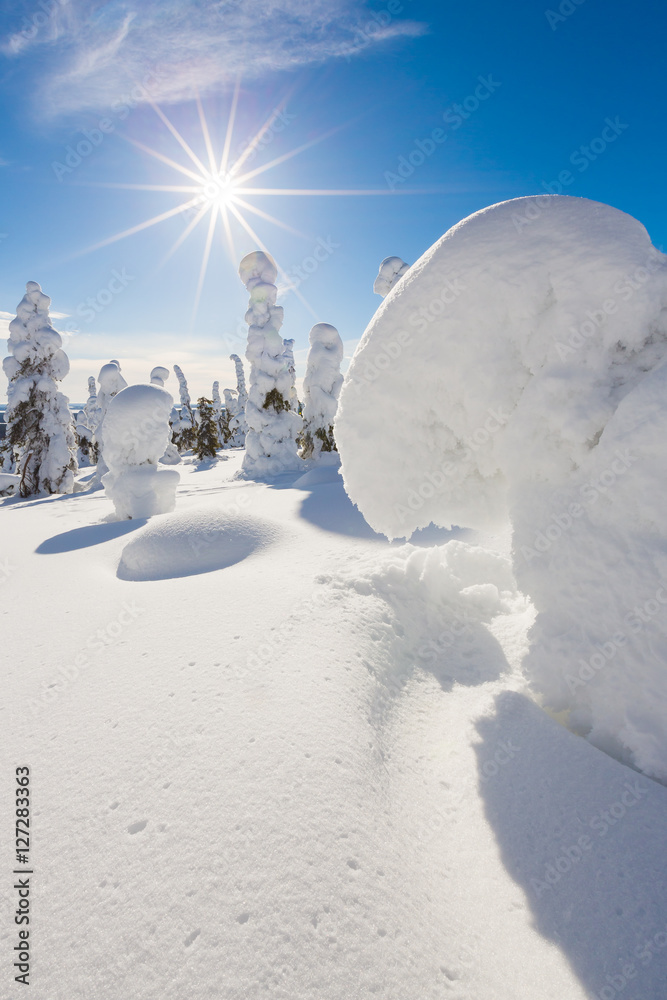 Poster Frozen heavy snow on trees in Lapland