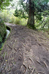 Hiking trail made of roots