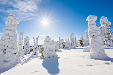 Fototapeta na wymiar Frozen heavy snow on trees in Lapland