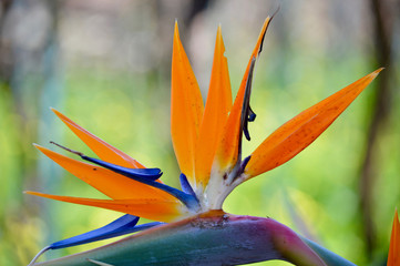 Strelitzia reginae crane flower