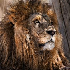 Adult male lion portrait.