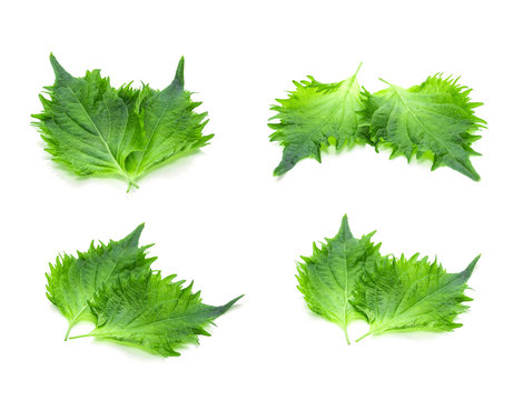 The Green Perilla leaves, also known as Green Shiso, Oba leaf or Beefsteak plant