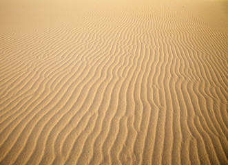 Low evening light in Dunes of Corralejo