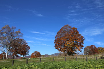秋晴れの牧場