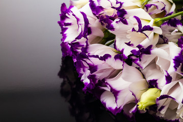 white-purple lily