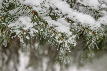 branch spruce snow winter needles