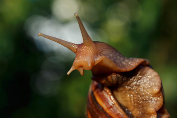 the big Achatina snail