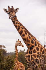 Giraffes in the African savannah
