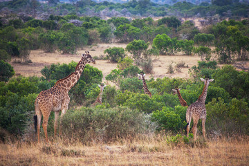 Giraffes in the African savannah
