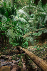 tropical jungles