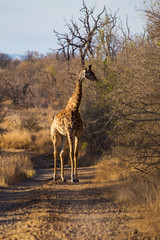 Giraffes in the African savannah

