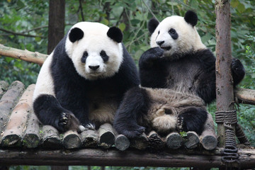 Fototapeta premium Panda and her baby