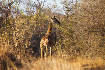 Giraffes in the African savannah
