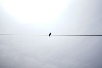 Bird