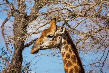 Giraffes in the African savannah

