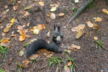 The dark gray squirrel gnaws flatterly nut