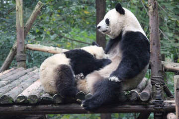Obraz na płótnie Canvas Panda is nursing her Cubbie