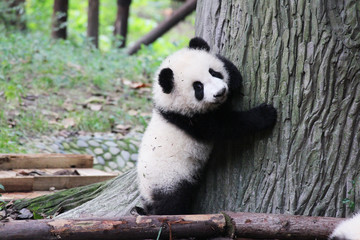 Obraz premium Smiling Baby Panda