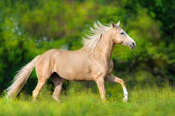 Naklejka na ściany i meble Beautiful palomino horse with long blond mane run on spring meadow