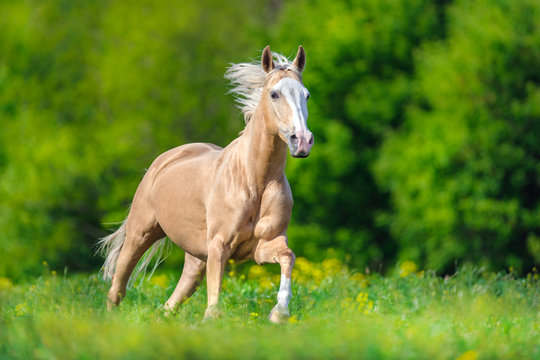 Fototapeta Beautiful palomino horse with long blond mane run on spring meadow