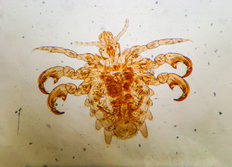 Human flea (Pulex irritans) - permanent slide plate under high magnification softfocus