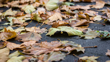 Rutschgefahr durch feuchtes Herbstlaub auf dem Asphalt.