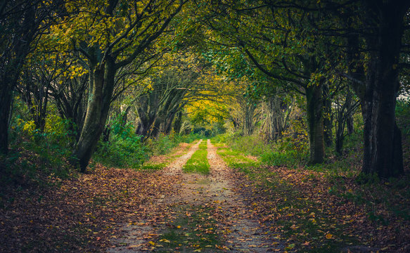 Woodland path through trees in autumn