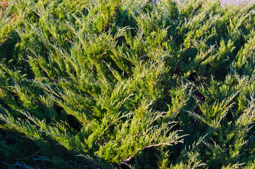 Background of the evergreen juniper bush
