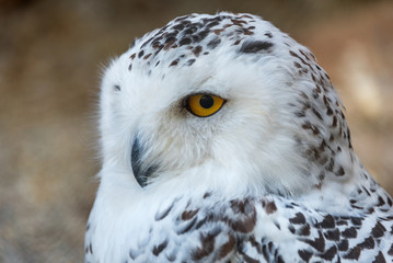 Snowy owl head close-up
