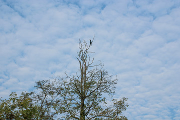 cormorano sulla cima di un albero
