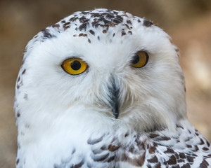 Snowy owl head close-up