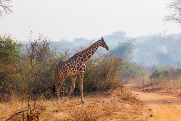 Giraffes in the African savannah
