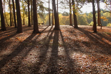 Tree shadows of light