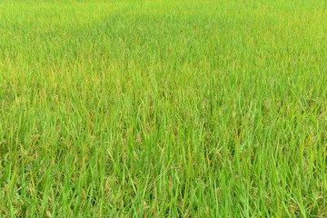 Rice fields in Thailand