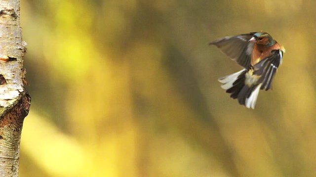 Common Chaffinch, fringilla coelebs, Male in Flight, Flapping Wings near Tree Trunk, Normandy in France, Slow motion
