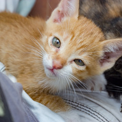 Thai cat, close up face of kitten.