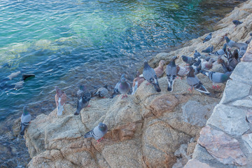  pigeons au bord de la mer, Tossa de Mar, Espagne © Unclesam